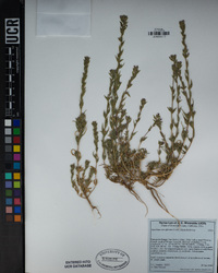 Epilobium densiflorum image