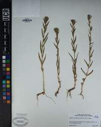 Epilobium densiflorum image