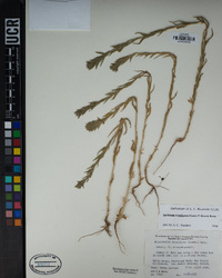 Epilobium densiflorum image