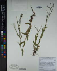 Epilobium glaberrimum subsp. fastigiatum image