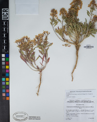 Eremothera boothii subsp. condensata image