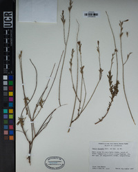 Oenothera sinuosa image