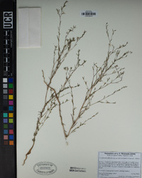 Gayophytum diffusum image