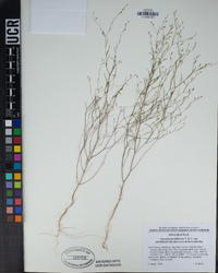 Gayophytum diffusum image