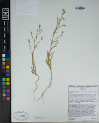 Gayophytum diffusum image