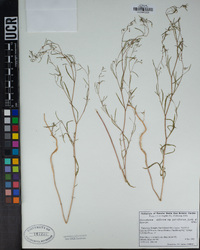 Gayophytum diffusum subsp. parviflorum image