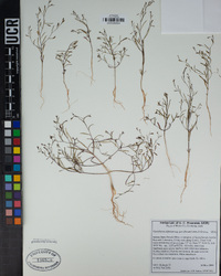 Gayophytum diffusum image