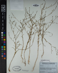 Gayophytum diffusum image