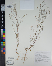 Gayophytum diffusum image