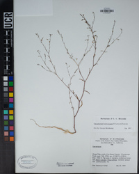 Gayophytum heterozygum image