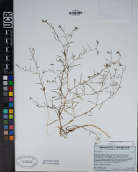 Gayophytum heterozygum image