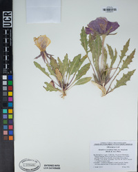 Oenothera cespitosa subsp. marginata image