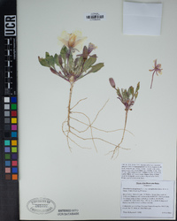 Oenothera cespitosa subsp. marginata image