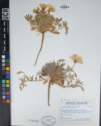 Oenothera californica subsp. avita image