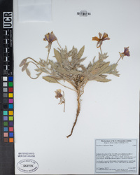 Oenothera californica image