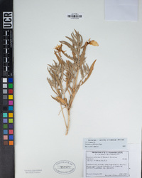 Oenothera californica subsp. californica image