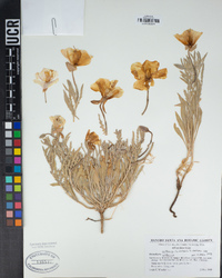 Oenothera californica subsp. californica image