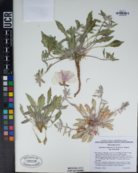 Oenothera californica image