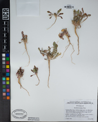 Oenothera cavernae image