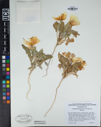 Oenothera deltoides subsp. deltoides image