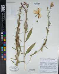 Oenothera elata image