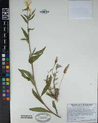 Oenothera elata subsp. hirsutissima image