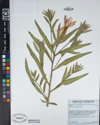 Oenothera elata subsp. hookeri image