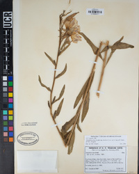 Oenothera elata image