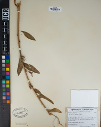 Oenothera elata image