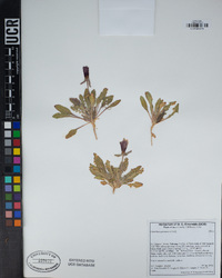 Oenothera primiveris image