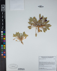 Oenothera primiveris image