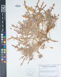 Oenothera primiveris image