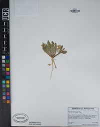 Oenothera primiveris image