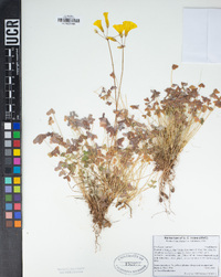 Oxalis pes-caprae image