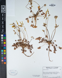 Oxalis pes-caprae image