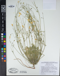 Eschscholzia androuxii image