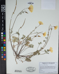 Eschscholzia californica image