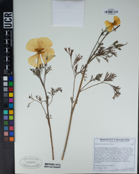 Eschscholzia californica image