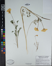 Eschscholzia californica image