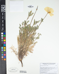 Eschscholzia californica image