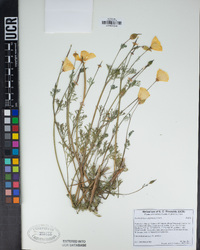 Eschscholzia californica image