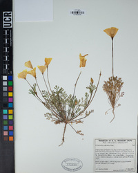 Eschscholzia californica image