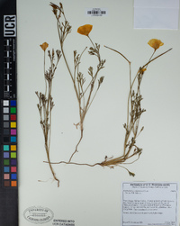 Eschscholzia californica image