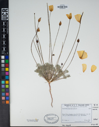 Eschscholzia glyptosperma image