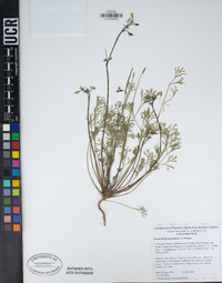 Eschscholzia minutiflora image