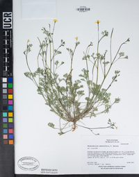 Eschscholzia minutiflora image