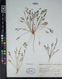 Eschscholzia minutiflora image