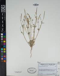 Eschscholzia minutiflora image