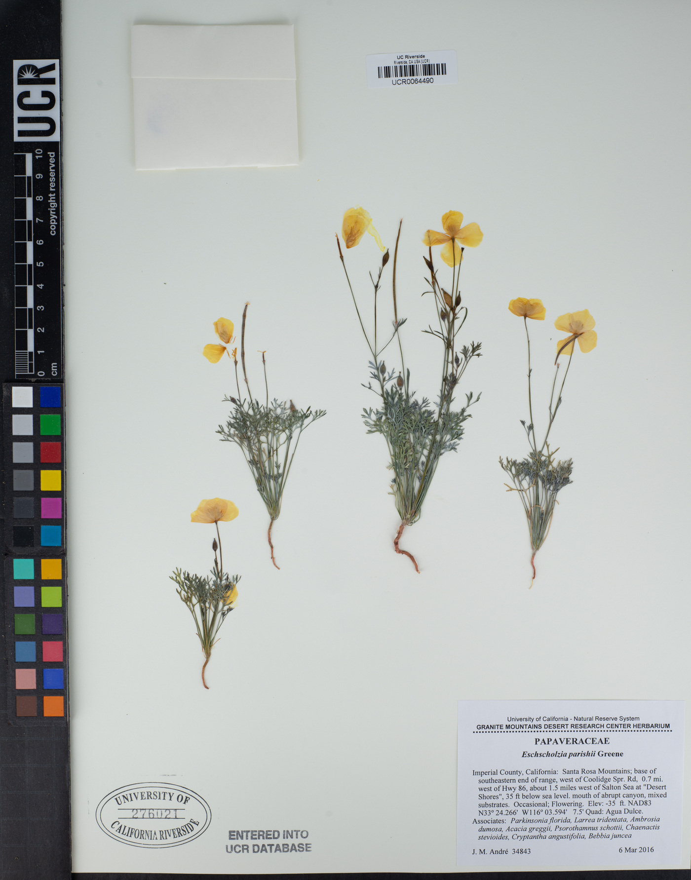 Eschscholzia parishii image