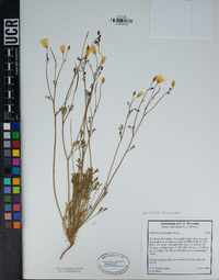 Eschscholzia parishii image